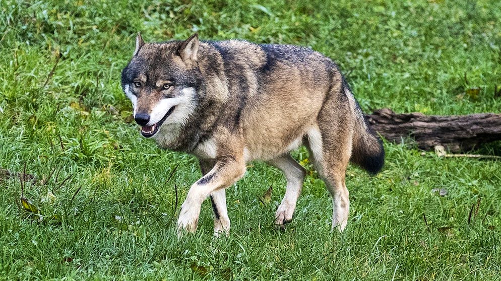 Ein Wolf im Tierpark Goldau, fotografiert im November 2019.