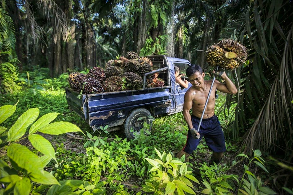 Inilah mengapa minyak sawit menjadi bahan peledak dalam FTA Inilah mengapa minyak sawit menjadi bahan peledak dalam FTA