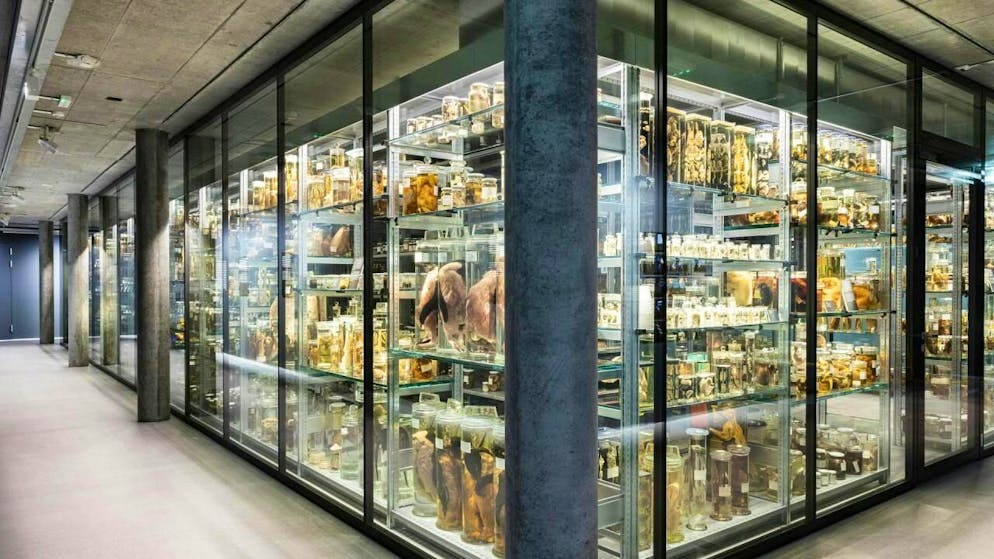 Auch die naturhistorischen Sammlungen können derzeit nicht besucht werden. (Archivbild)