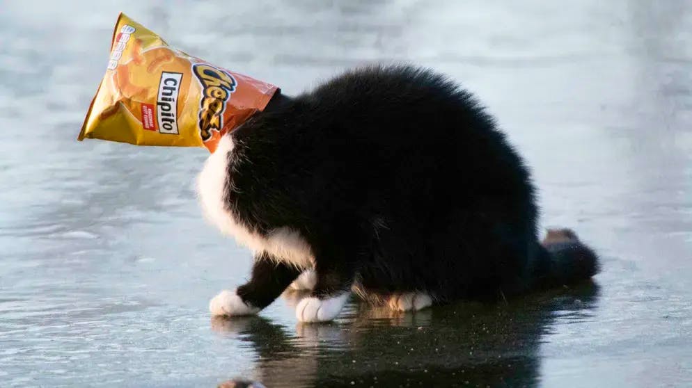 Dans L Intimite Des Animaux Sauvages Chaleur A La Saint Valentin Dans L Intimite Des Animaux Sauvages Chaleur A La Saint Valentin