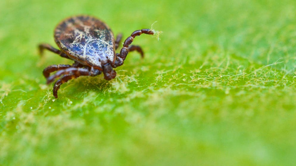 Unterschätztes Risiko. Zecken werden früher aktiv und verbreiten ein neues Virus