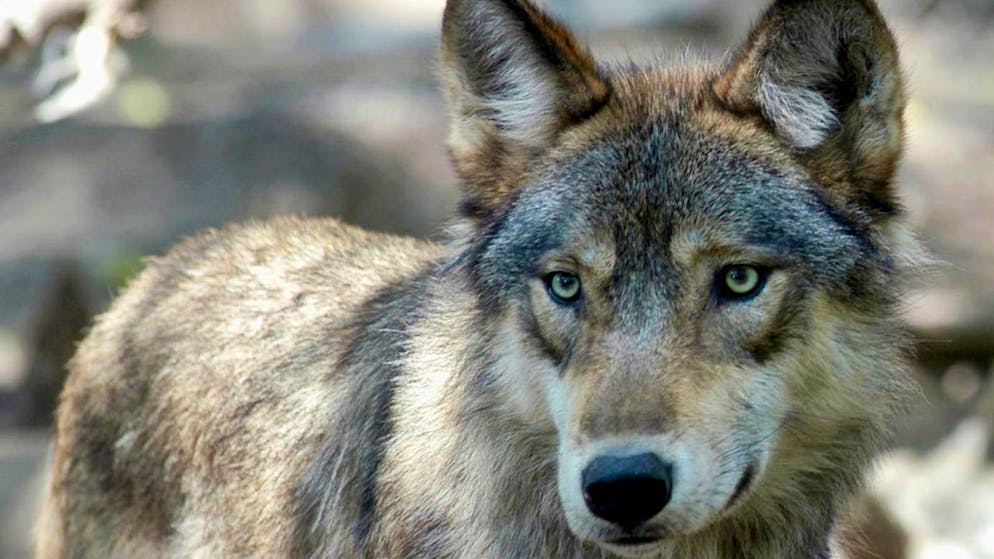 Der Ständerat und nun auch der Nationalrat wollen Bestimmungen, um den Wolf in Schranken zu halten. (Archivbild)