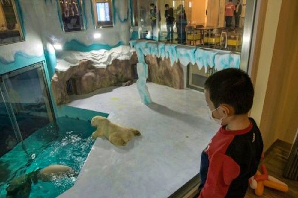 Chine: réception glaciale pour un hôtel qui exhibe des ours polaires. Un client regarde depuis sa fenêtre les ours polaires installés dans un enclos de verre dans le patio d'un hôtel du "Parc Polaire", un parc d'attraction à Harbin, dans le nord-est de la Chine, le 12 mars 2021
