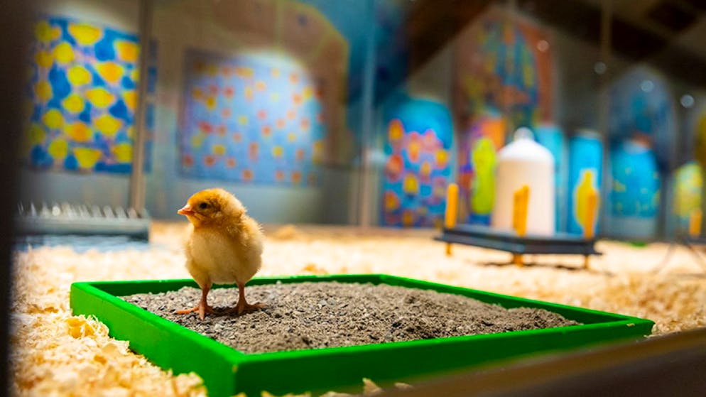 La traditionnelle exposition dédiée aux poussins du Musée d'histoire naturelle de Fribourg est de retour dans une version allégée, Covid-19 oblige.
