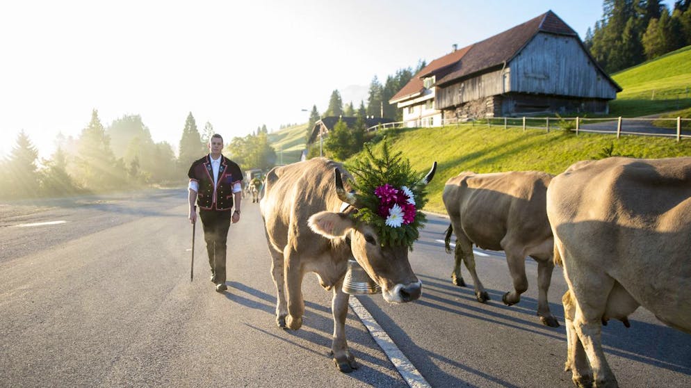 Die Aelpler der Alp- und Erlebnisskaeserei Schlacht von Soerenberg zieht am Samstag 26. September 2015 mit ihrem Vieh ins Tal zur Entlebucher Alpabfahrt nach Schuepfheim im Kanton Luzern wo tausende von Besuchern die Aelpler erwarten. (KEYSTONE/Urs Flueeler)....Cows are driven down to the valley during the traditional