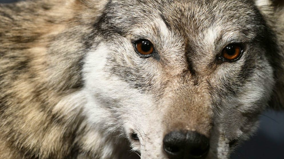 Ein präparierter Wolf in der Sonderausstellung im Zoologischen Museum der Universität Zürich.