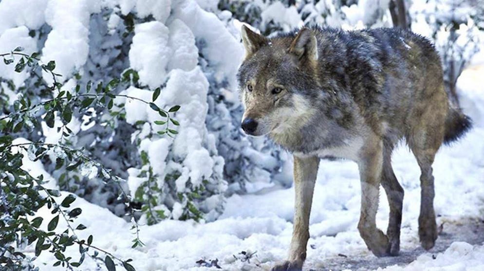 A causa dell'inverno i lupi si avvicineranno agli insediamenti in cerca di cibo.