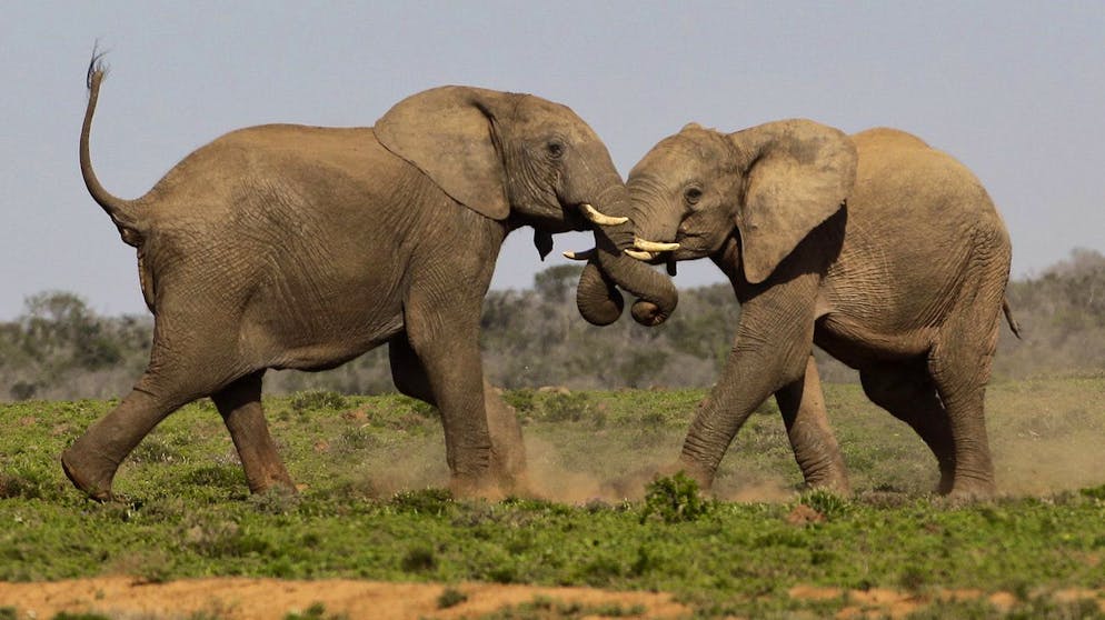 On Friday, July 9, 2010, elephants fight at the Elephant National Park in Adobe, South Africa.  The first Football World Cup on the African continent is coming up on June 11th.  (AP Photo / Fernando Vergara)