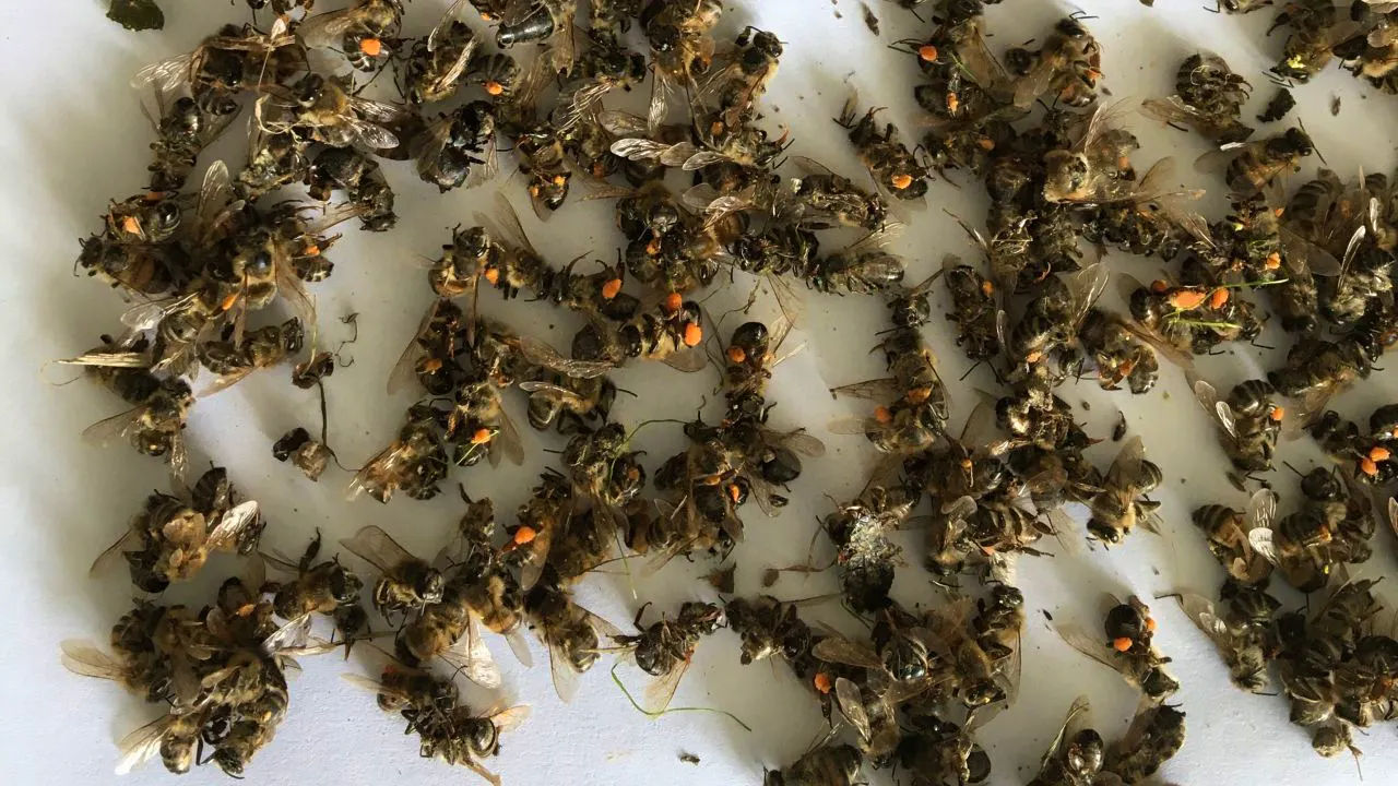 Umwelt. Fehlanwendungen von Insektiziden führen zu Bienensterben