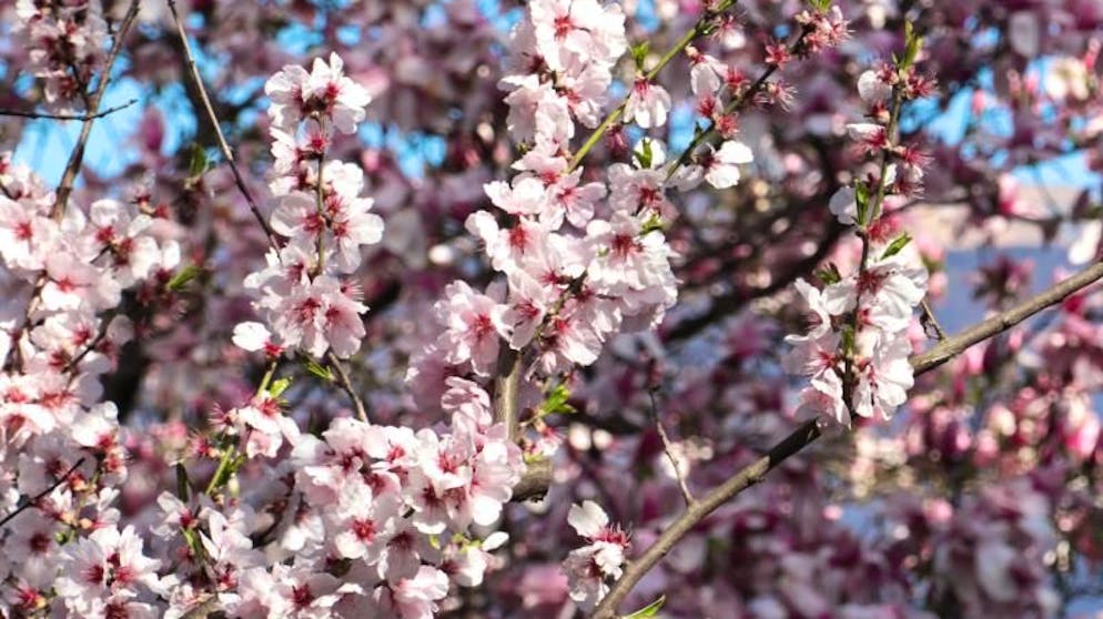 Die Magnoliensammlung im Parco Botanico ist die grösste der Welt.