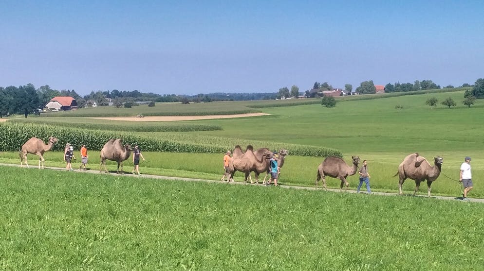 Kamel-Trekking Neukirch an der Thur TG
