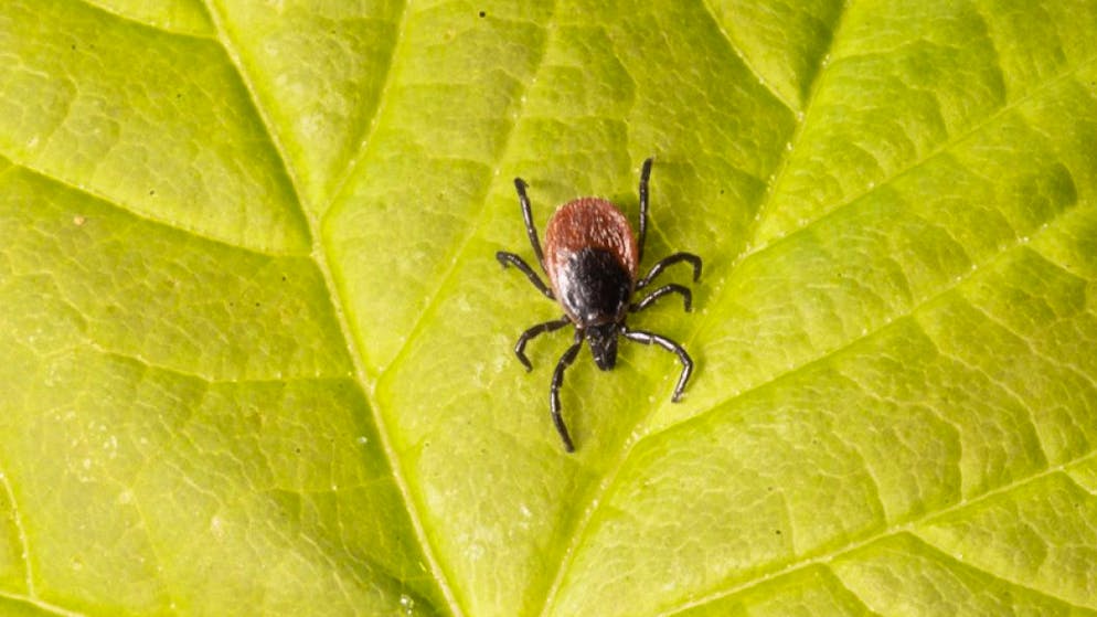Gefahr im Grünen. Zecken halten nichts von Social Distancing