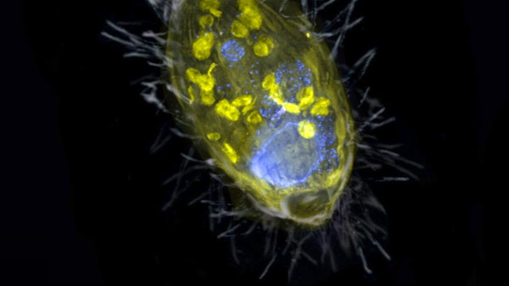 Eine Illustration des Wimperntierchens mit seinem Endosymbionten namens Candidatus Azoamicus ciliaticola. Der einzellige Wirt verleibte sich seinen Mitbewohner vor 200 bis 300 Millionen Jahren ein. Dank ihm überlebt er nun in sauerstofffreier Umgebung. (Pressebild)