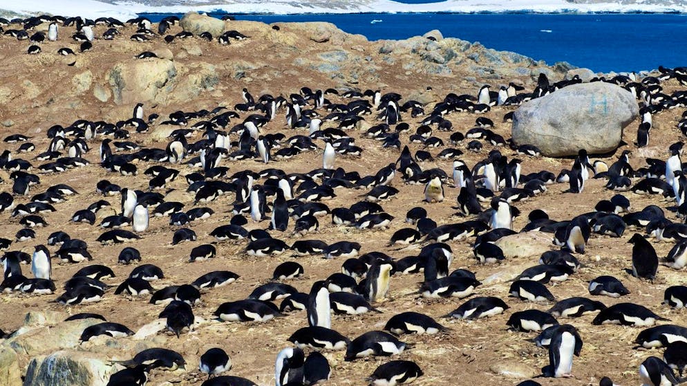 epa05849050 An undated handout photo made available by the Australian Antarctic Division (AAD) on 15 March 2017 shows Adelie penguins nesting in the rookery at Shirley Island, near Casey Research Station, Bailey Peninsula, Antarctica. Global researchers have revised previous population estimates of East Antarctica's Adelie penguin, with new data showing a doubling to almost six million of the birds, suggesting global numbers pushing 16 million. EPA/ANTHONY FLEMING/AUSTRALIAN ANTARCTIC DIVISION HANDOUT -- ONE TIME USE ONLY -- HANDOUT EDITORIAL USE ONLY/NO SALES/NO ARCHIVES