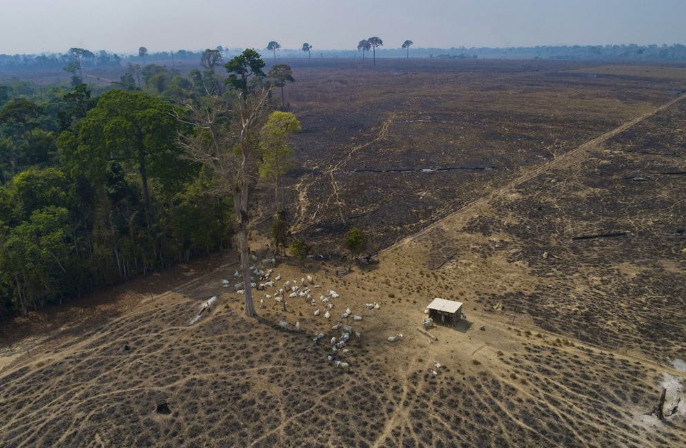 FILE - In this Aug. 23, 2020 file photo, cattle graze on land recently burned and deforested by cattle farmers near Novo Progresso, Para state, Brazil. Environmental groups and indigenous activists from the Amazon region filed a lawsuit on March 3, 2021 alleging that a France-based supermarket chain is violating human rights and the environment by selling beef linked to deforestation and land grabs. (AP Photo/Andre Penner, File)