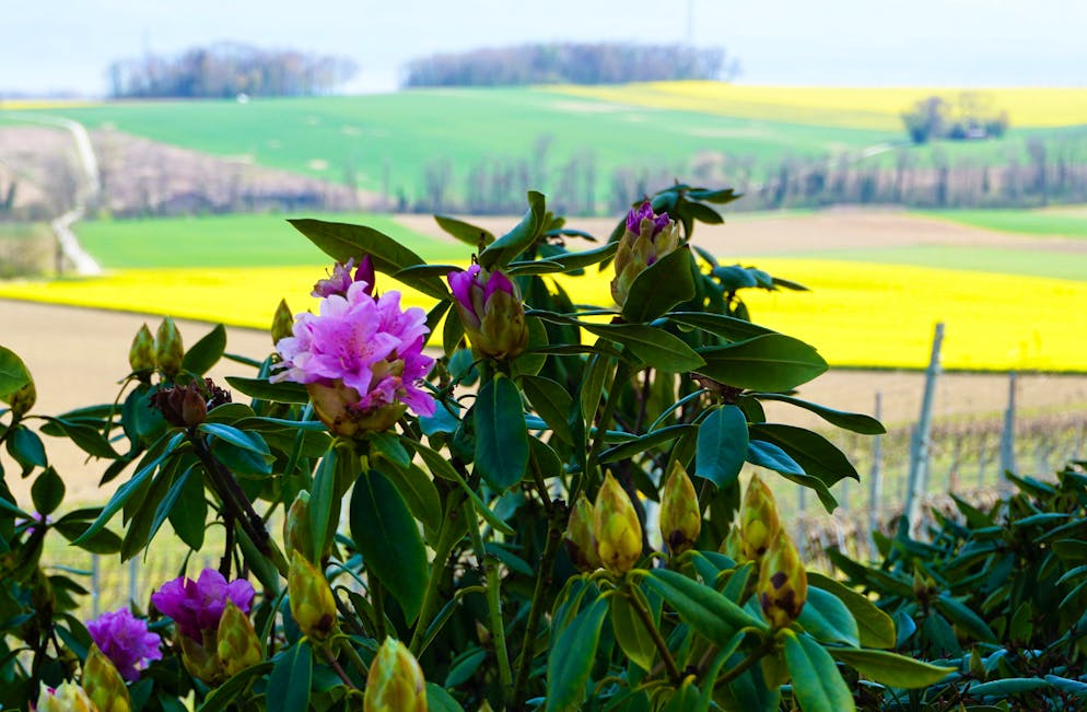 La délicatesse des rhododendrons en fleurs tranche avec le jaune explosif des cultures de colza dans la campagne vaudoise alentour. 