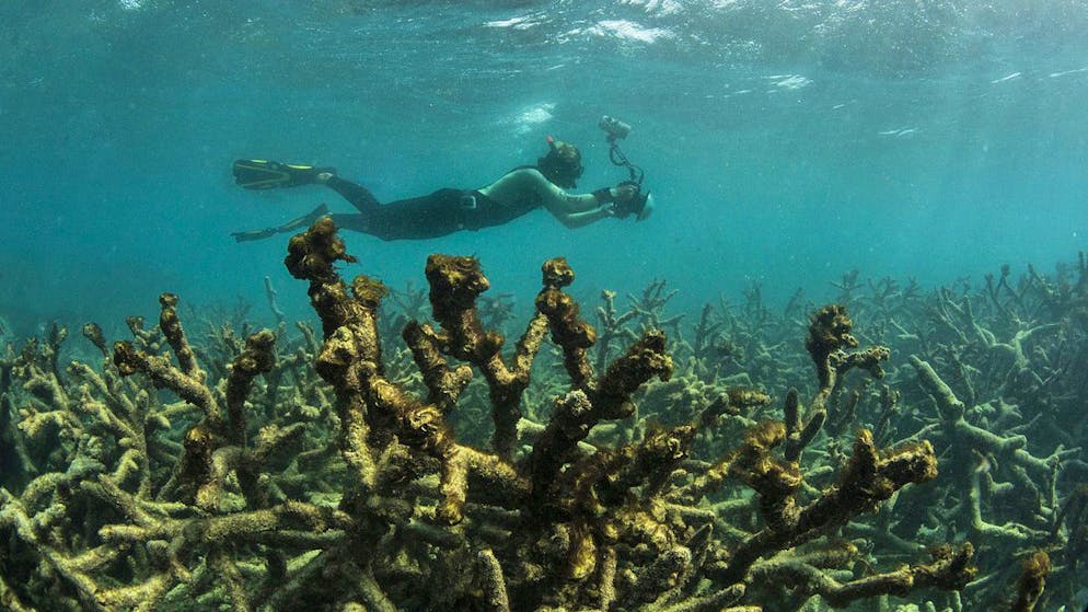 Uno-Bericht. Deutliche Zunahme von Todeszonen in den Weltmeeren