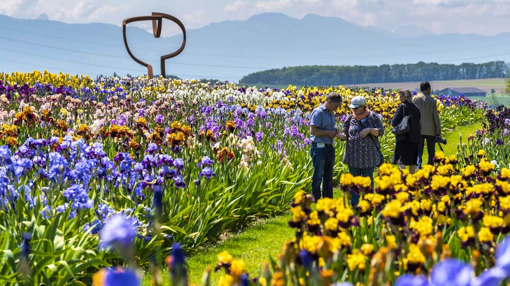People are observing iris flowers next to the sculpture