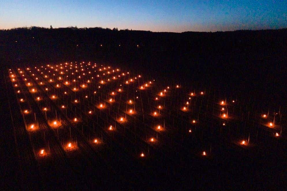 Coraggio da vendere!. In Sassonia (Germania), sono stati accesi dei piccoli fuochi in questo vigneto nella speranza di proteggerlo dalle gelate tardive. (26 aprile 2021)