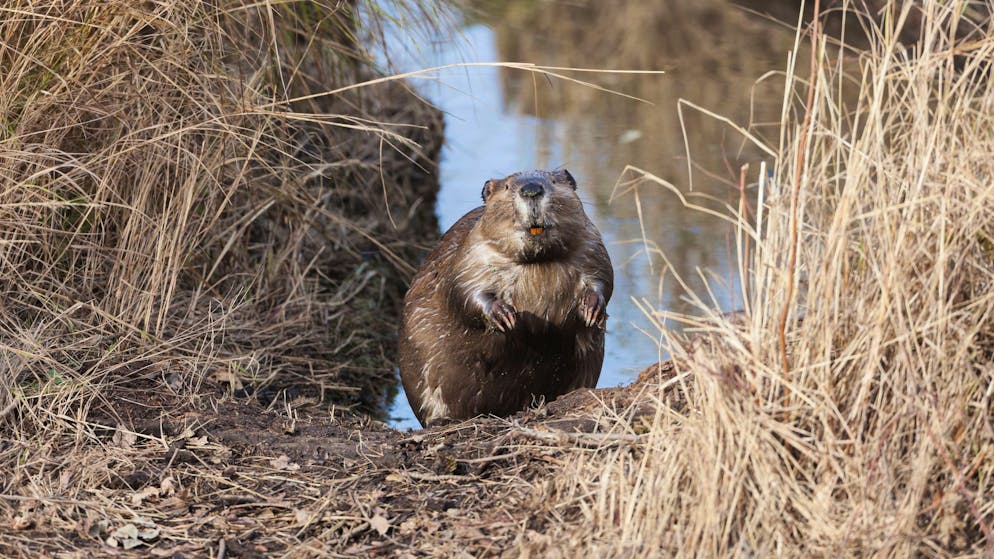 Biodiversität. Jede dritte Tier- und Pflanzenart droht auszusterben