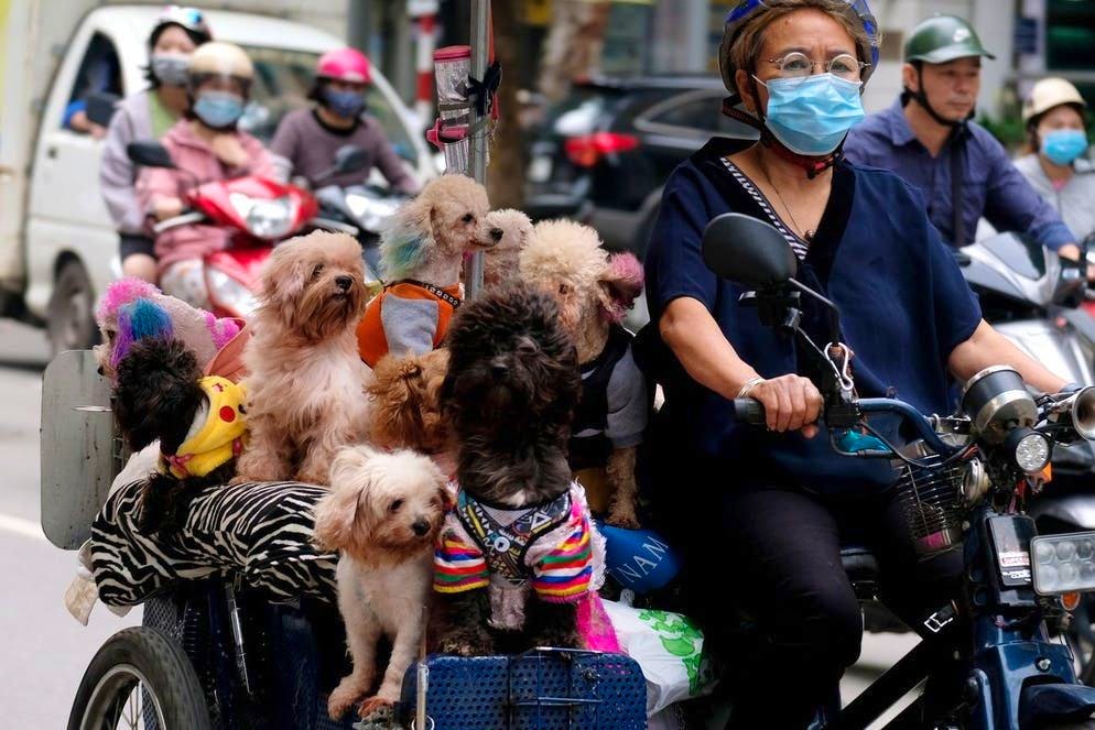 Coraggio da vendere!. Ben protetta... Una donna con una mascherina sul volto circola con il suo nutrito seguiti di cagnolini per le strade di Hanoi, in Vietnam. Il ministro della Sanità, Nguyen Thanh Long, ha recentemente messo in guardia contro un'eventuale quarta ondata di Covid-19, poiché  la pandemia nei paesi vicini, Cambogia e Laos, si sta aggravando. (27 aprile 2021)
