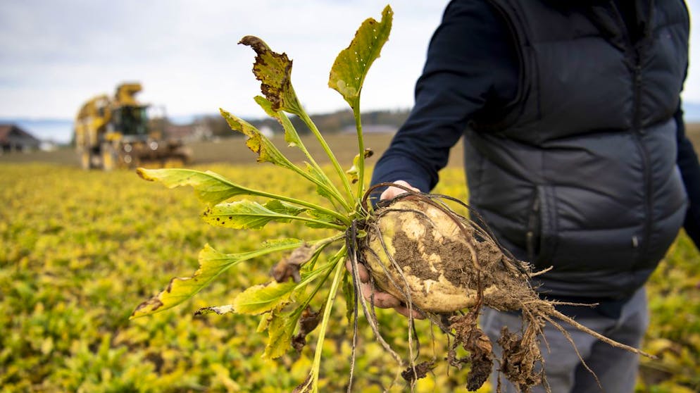 Früher als «Weisses Gold» bezeichnet, kämpft der Schweizer Zucker heute um seine Rentabilität, unter anderem weil Schädlingsbefall wie auf diesem Feld zu Ernteausfällen führt.