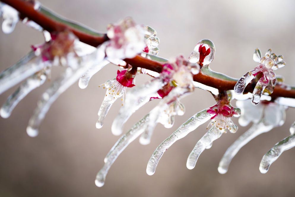 Water is sprayed in apricot orchards to protect blooming buds with a thin layer of ice, in the middle of the Swiss Alps, in Martigny, Canton of Valais, Switzerland, Friday, April 5, 2019. With an unusually low temperature forecast for the season, fruit growers try to protect their buds from frost damage with two different means, icy water or large candles. (KEYSTONE/Valentin Flauraud)