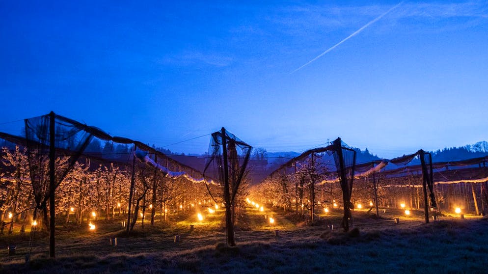 Frostkerzen brennen zwischen Kirschbaeumen in Baar am Dienstag, 16. April 2019. Damit die Blueten durch die Kaelte nicht zerstoert werden, werden Waermekerzen eingesetzt. (KEYSTONE/Alexandra Wey)