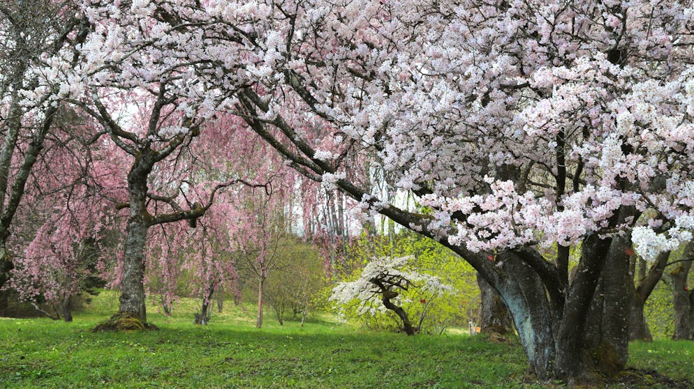 Arboretum