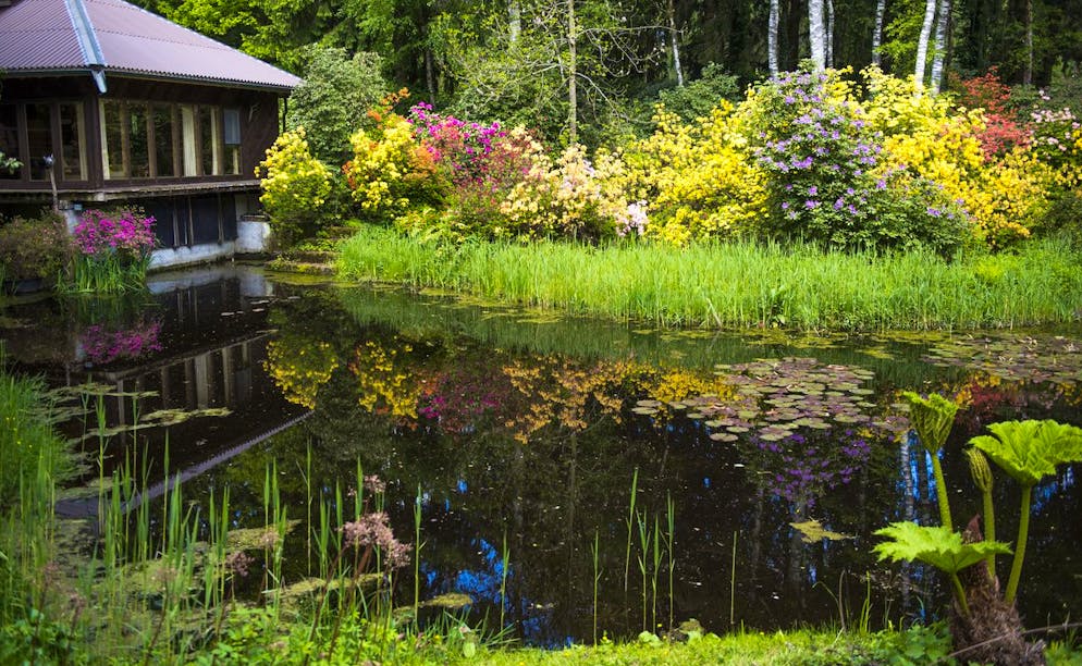 Das Seleger Moor in Rifferswil mit Rhododendren und Teichen am 17. Mai 2014. (KEYSTONE/Sigi Tischler)