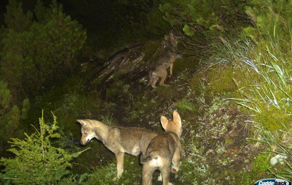 HANDOUT - Das undatierte Bild aus einer Fotofalle zeigt Jungwoelfe des Calandarudels, Jahrgang 2014. Das erste Wolfsrudel der Schweiz am Calanda im buenderisch-st. gallischen Grenzgebiet waechst und waechst. Die Wildhut lieferte mit einer Fotofalle den Beweis dafuer, dass sich das Rudel schon zum dritten Mal fortgepflanzt hat. Die vom Buendner Amt fuer Jagd und Fischerei am Dienstag, 19. August 2014, veroeffentlichten Bilder zeigen ein Mal zwei und ein Mal drei Wolfswelpen. Ob es sich nur um einen Teil des Nachwuchses oder den ganzen handele, sei nicht bekannt, hiess es. (HANDOUT Amt fuer Jagd und Fischerei Graubuenden) *** NO SALES, DARF NUR MIT VOLLSTAENDIGER QUELLENANGABE VERWENDET WERDEN, BEST QUALITY AVAILABLE ***
