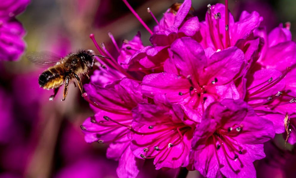 Eine Hummel naehrt sich an einer Azaleen-Bluete, am Mittwoch, 22. April 2015, im botanischen Garten Gambarogno in Piazzogna. Baumschularbeiter Otto Eisenhut hat auf ueber 17'000 Quadratmetern tausende Pflanzen gezogen, darunter an die 950 Arten und Sorten Kamelien, 350 verschiedene Magnolien, Azaleen, Pfingstrosen und Rhododendren. (KEYSTONE/Ti-Press/Carlo Reguzzi)