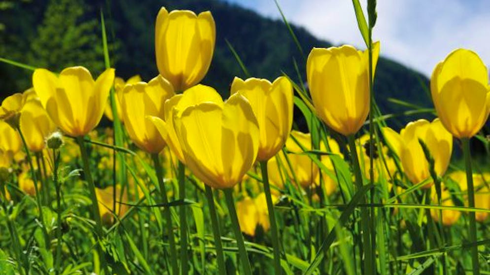 Wildtulpen oberhalb von Grengiols