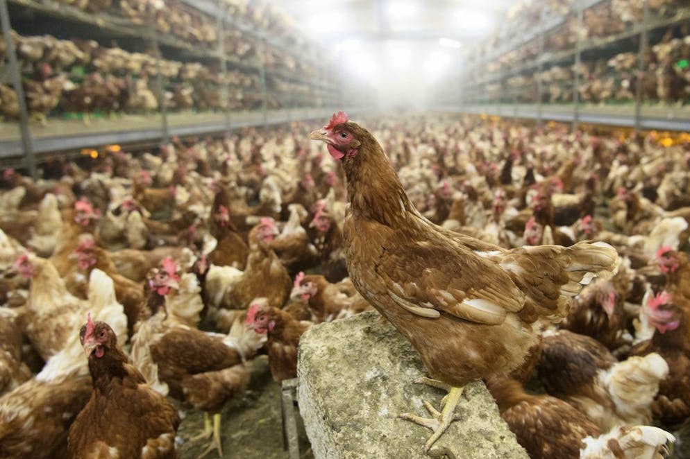 Was in der Werbung gezeigt wird, ist das eine, die Realität eine andere. Die Detailhändler Migros und Coop wollen den Kunden transparenter machen, wie es bei der Herstellung der Produkte um das Tierwohl steht. 