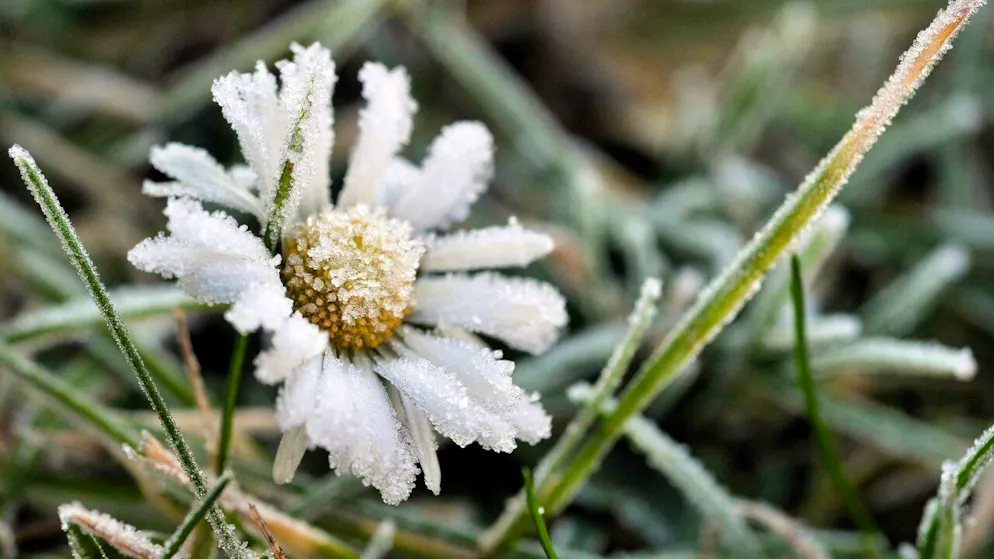 Fear of sudden frost. Is there any truth to the ice saints?