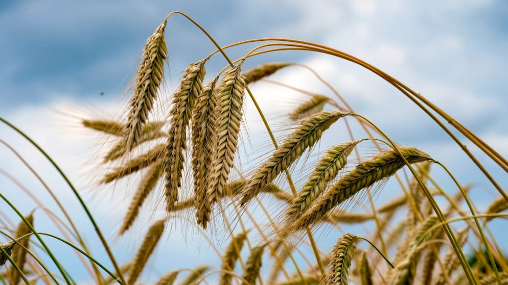 Weizenähren wachsen auf einem Feld der Agrargenossenschaft Ranzig in Brandenburg.