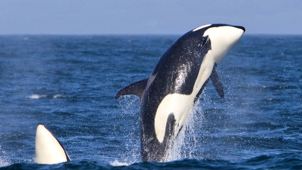 Une Orque Attaque Un Dauphin En Plein Vol