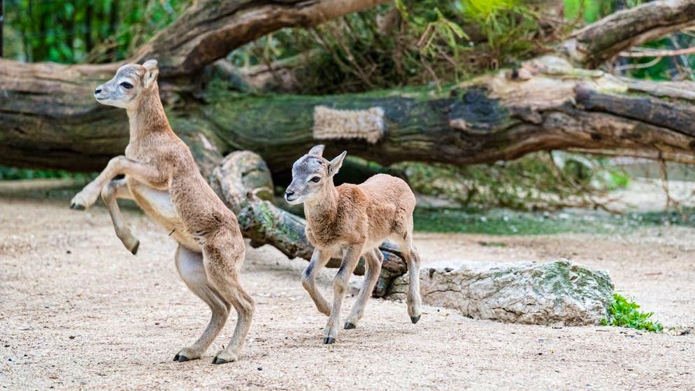 zoo
