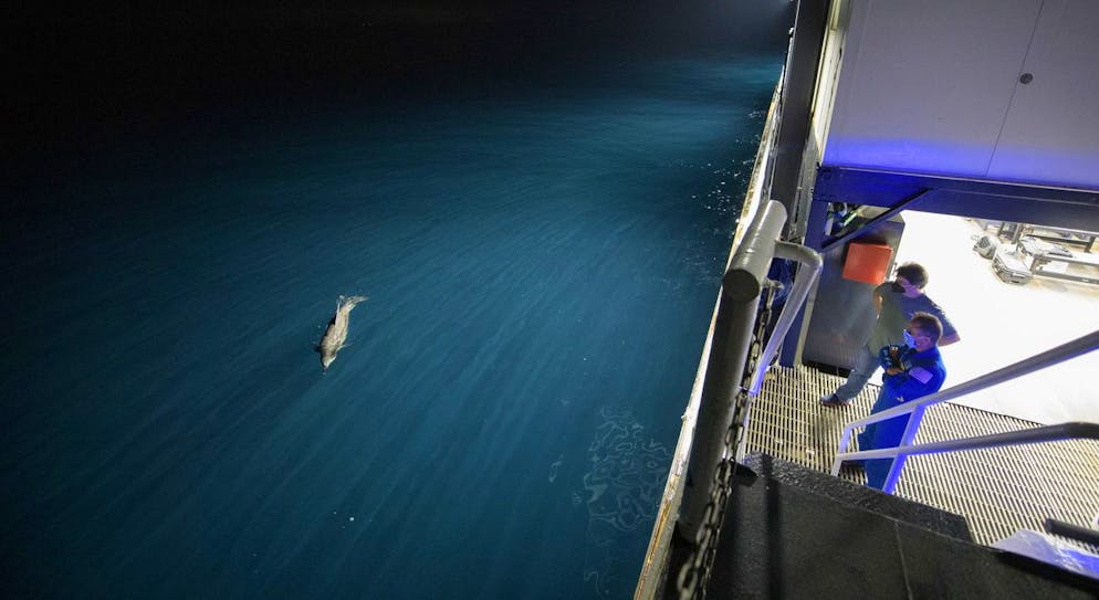 epa09173108 A handout picture made available by the National Aeronautics and Space Administration (NASA) shows Manager, NASA ISS Transportation Integration Office, Bill Spetch and NASA astronut representative Joe Acaba watch dolphin swim along with the SpaceX GO Navigator recovery ship as NASA and SpaceX teams prepare for the landing of the SpaceX Crew Dragon Resilience spacecraft with NASA astronauts Mike Hopkins, Shannon Walker, and Victor Glover, and Japan Aerospace Exploration Agency (JAXA) astronaut Soichi Noguchi aboard in the Gulf of Mexico off the coast of Panama City, Florida, USA, 01 May 2021. NASA's SpaceX Crew-1 mission is the first crew rotation flight of the SpaceX Crew Dragon spacecraft and Falcon 9 rocket with astronauts to the International Space Station as part of the agency's Commercial Crew Program. EPA/Bill Ingalls / HANDOUT MANDATORY CREDIT: (NASA/Bill Ingalls) HANDOUT EDITORIAL USE ONLY/NO SALES
