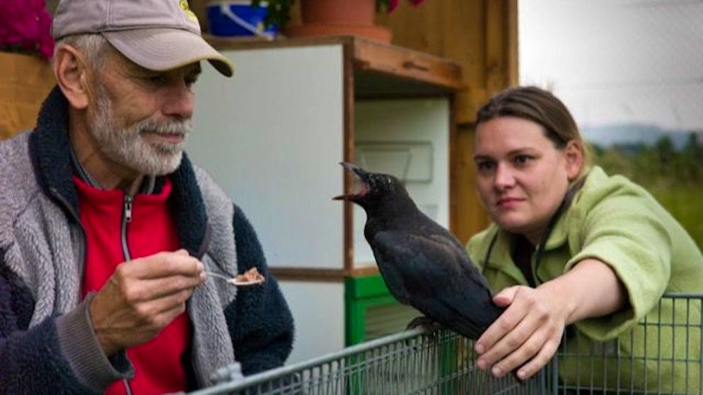Autorin und Bloggerin Zora Debrunner zog 2011 zusammen mit ihrem Vater die Krähe Fritzi auf.