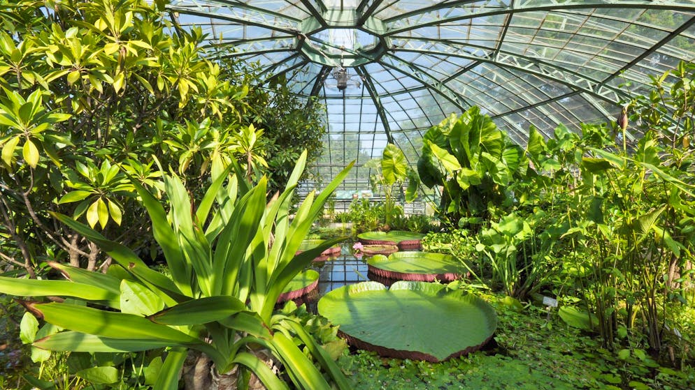 Ausflugstipps. Die Tropen liegen bei dir gleich um die Ecke