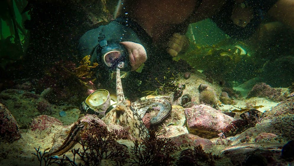 Wer ist da in wen verliebt? Die Tintenfisch-Dame streckt einen ihrer Tentakel zu Filmemacher Fosters Fingern aus und berührt mit ihren Saugnäpfen seine Hand.
