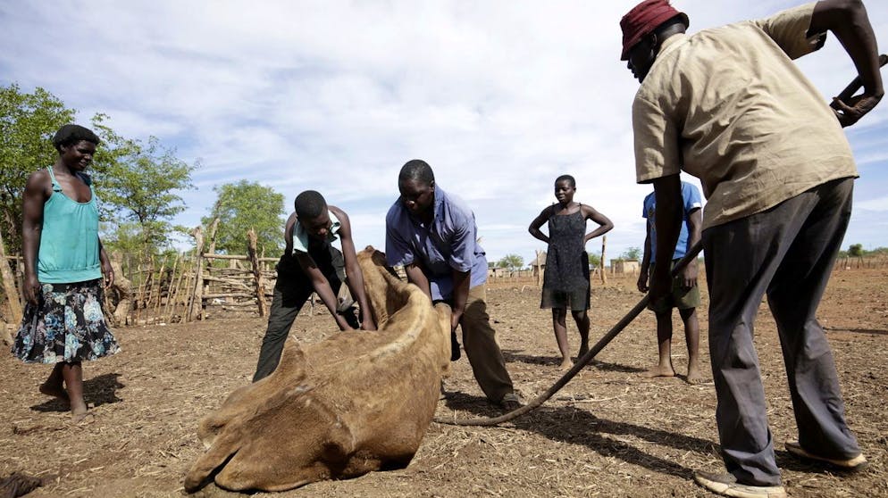 epa08141550 Villagers watch as a starving cow struggles to stand in Makoho village, Mwenezi, more than 500kms of Harare, Zimbabwe, 18 January 2020 (issued 19 January 2020). The district is one of the most affected areas with drought as more than six thousand cattle died since October 2019. United Nations World Food Programme in a recent report said Zimbabwe is witnessing an extended drought the worst the country has seen in 40 years. EPA/AARON UFUMELI