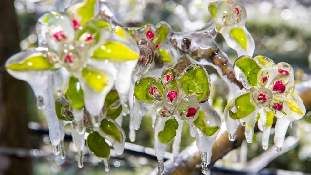 Früchte tiefgekühlt: Eine Frostnacht im April 2021 hat in Genf Spuren hinterlassen.
