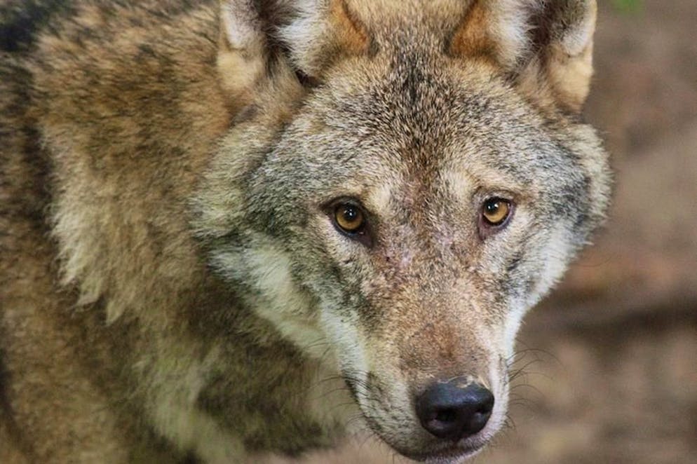 Diversi esemplari si aggirano in territorio retico