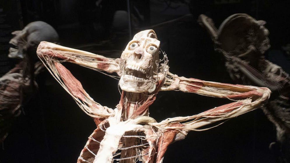"Körperwelten" ist zurück in der Schweiz: Ab heute sind die berühmten Exponate von Plastinator Dr. Gunther von Hagens in Zürich zu sehen.