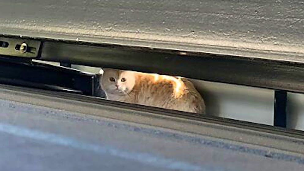 Da wusste der Kater «Louis» nicht mehr weiter: Sein lautes Miauen rief Polizei und Feuerwehr auf den Plan.
