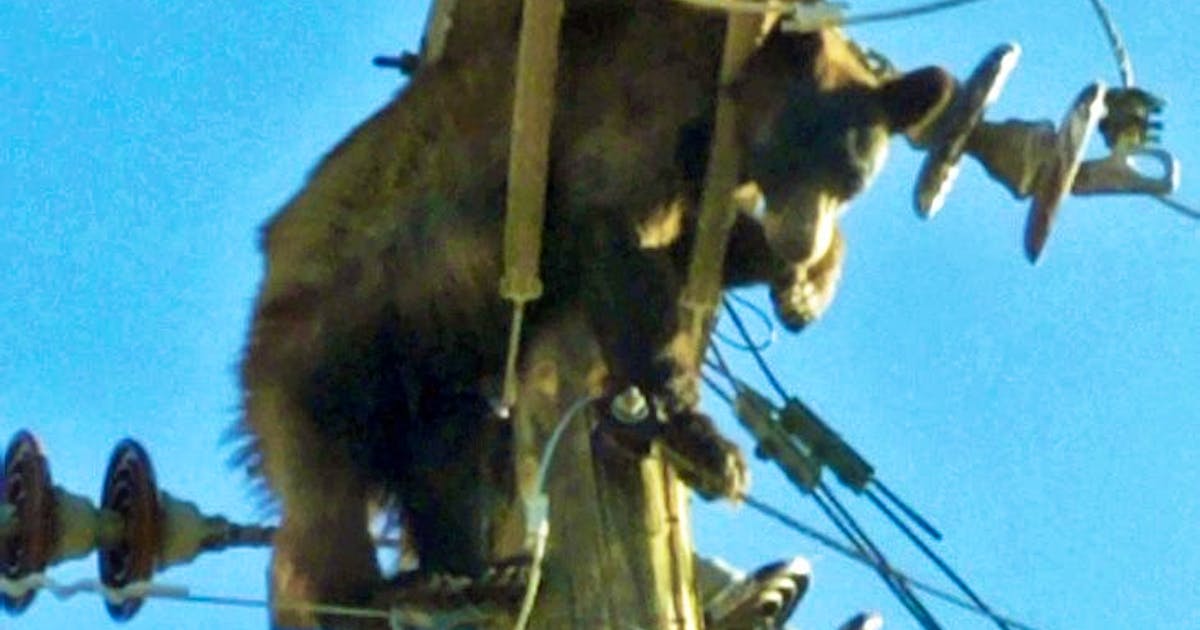 Hochspannender Ausflug. Bär verirrt sich auf Strommast | blue News