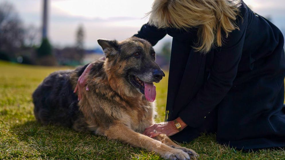 US-Präsident Joe Biden und seine Frau Jill trauern um den Tod ihres Hundes Champ.