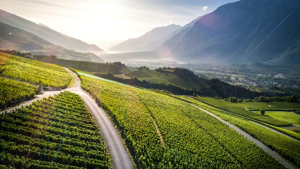 Dieser Wanderweg führt vorbei an Rebstöcken und wilder Natur.
